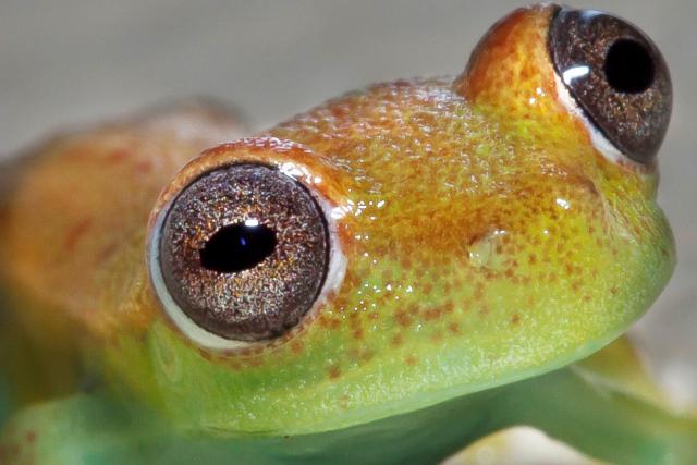 Frog in the Pacaya Samira Reserve in the Peruvian Amazon