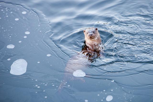 European otter
