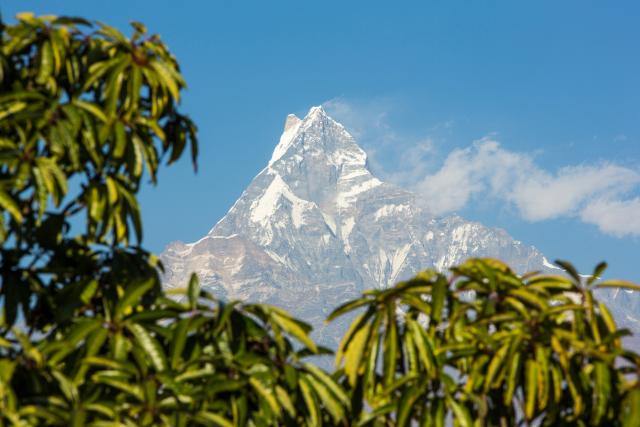 Machapuchare peaking out behind forest