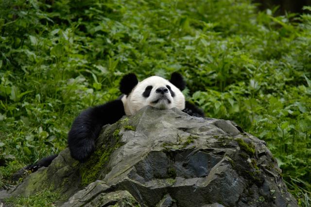 Panda asleep on a rock