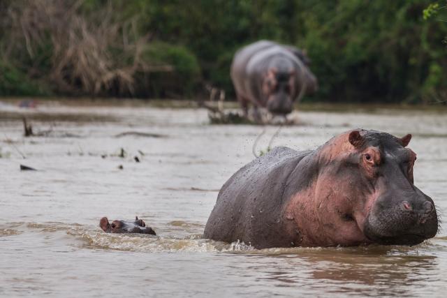 Hippos