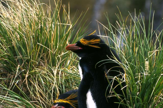 Macaroni Penguin