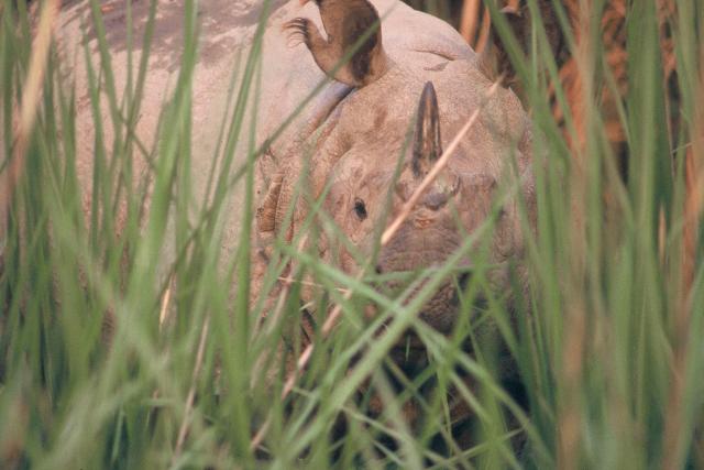 Asian rhino hiding in grass