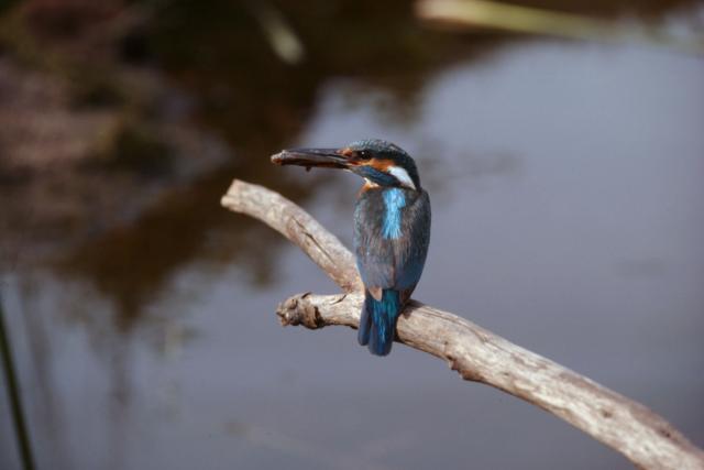 Common Kingfisher