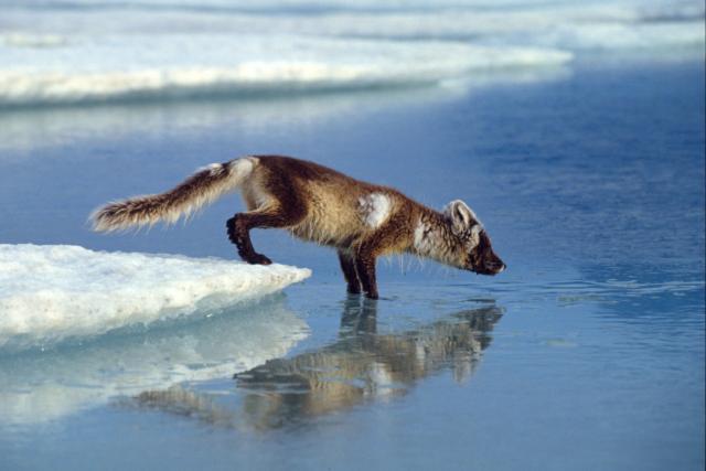 Arctic fox