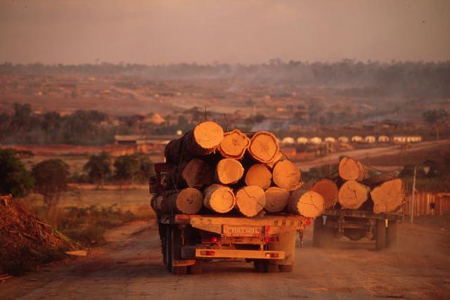 Trucks carrying logs to sawmills