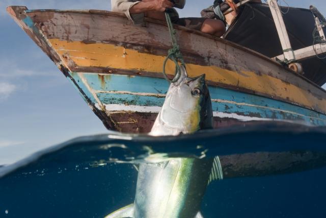 Fisherman pulling up a newly caught yellowfin tuna