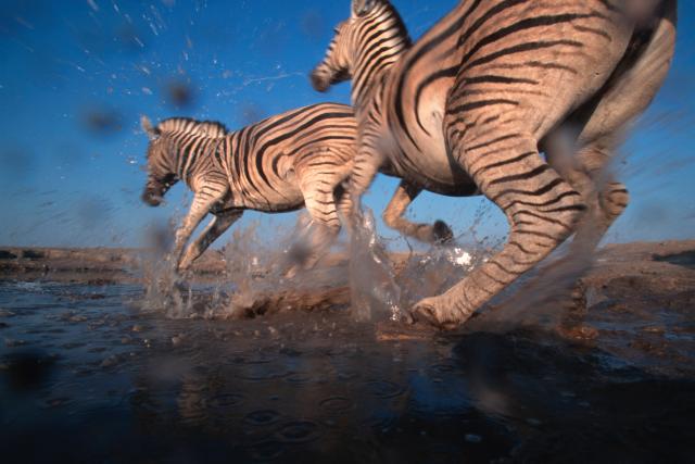 Burchell's zebra Stampeding