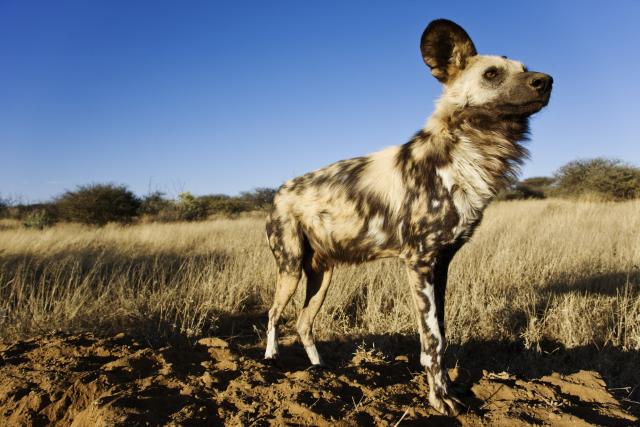 African wild dog 