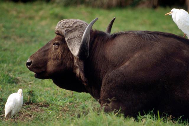 African buffalo 
