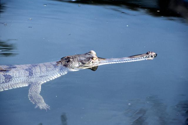 Gavialis gangeticus, Gharial, close-up