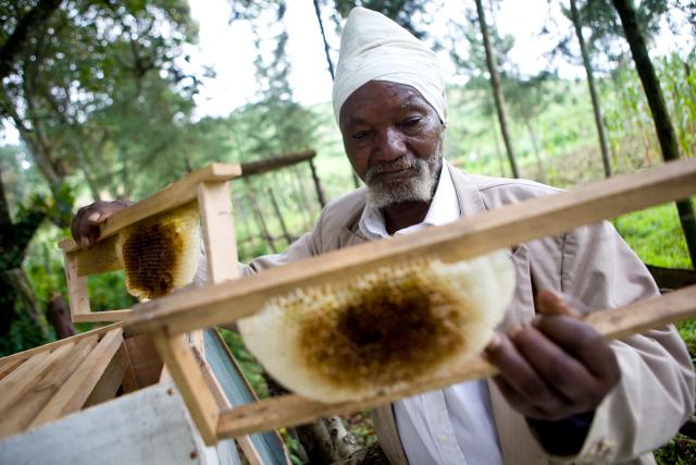 Kenyan man inspects bee hives