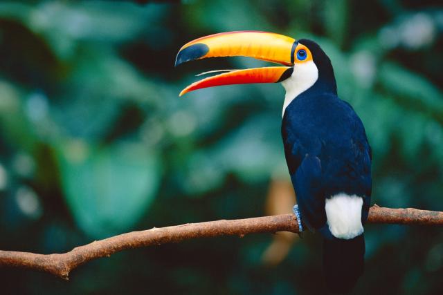 Toucan in a tree