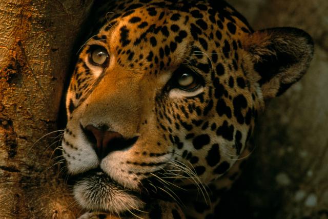 Jaguar relaxing in the shade in a tree