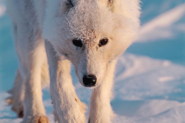 Arctic wolf