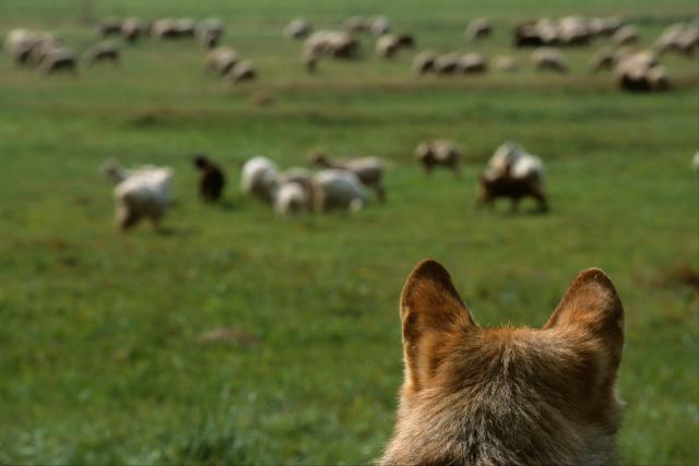 European Wolf looking at sheep grazing