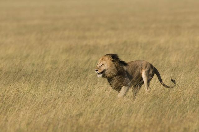 Male lion running