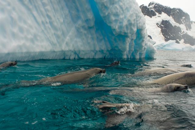 Crabeater seals
