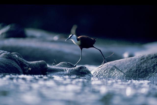 African jacana walking over Hippos