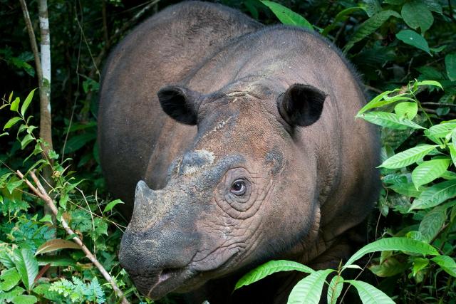 Sumatran rhino in forest brush