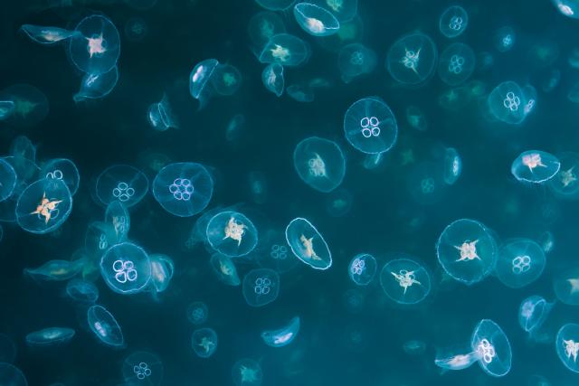 Swarm of common / moon jellyfish in sea loch, Isle of Mull, Scotland
