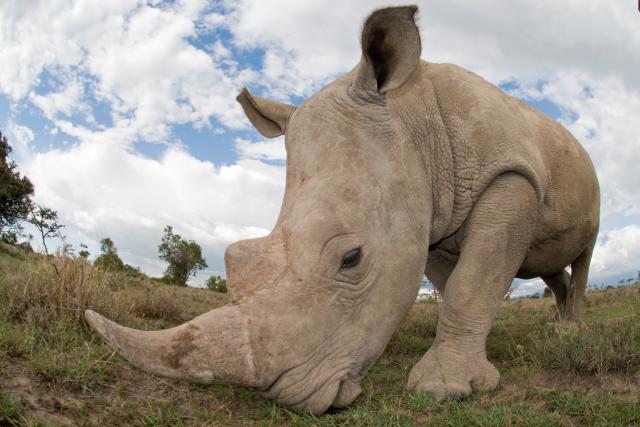 Close up of a grazing southern white rhinoceros in Kenya