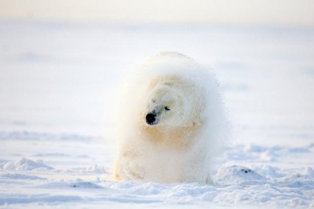Polar bear shaking off snow