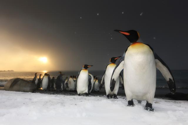King Penguins at sunrise