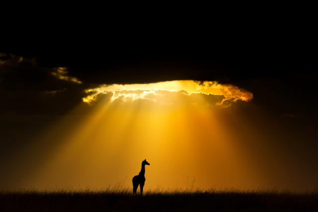 Maasai Giraffe silhouetted by the setting sun
