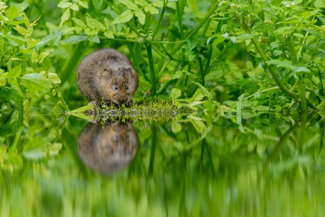 Water vole