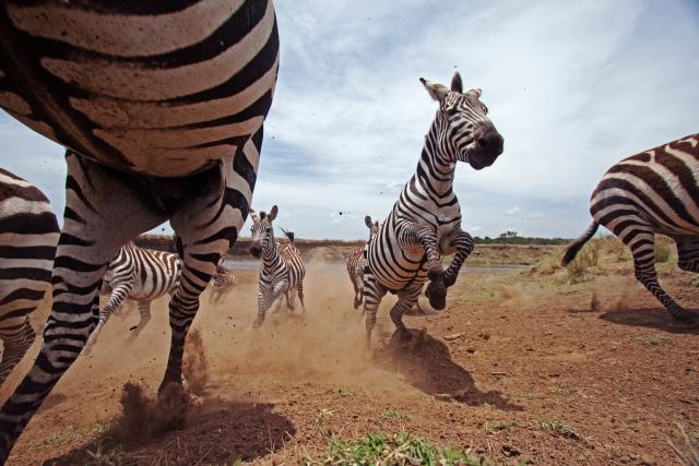 Zebra running and jumping 
