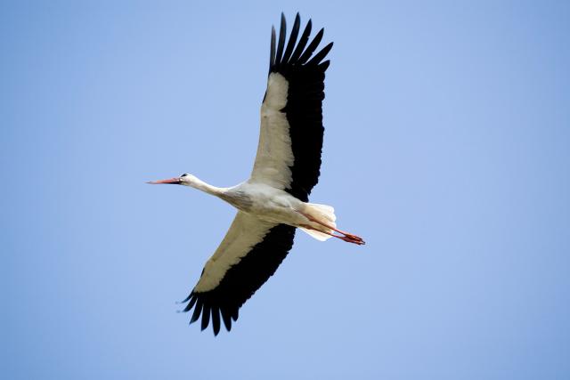 Oriental white stork