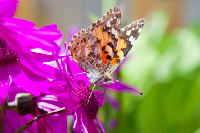 A Painted Lady butterfly feeding on garden flowers, UK.