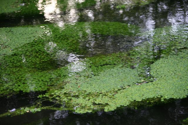 River Itchen, Hampshire