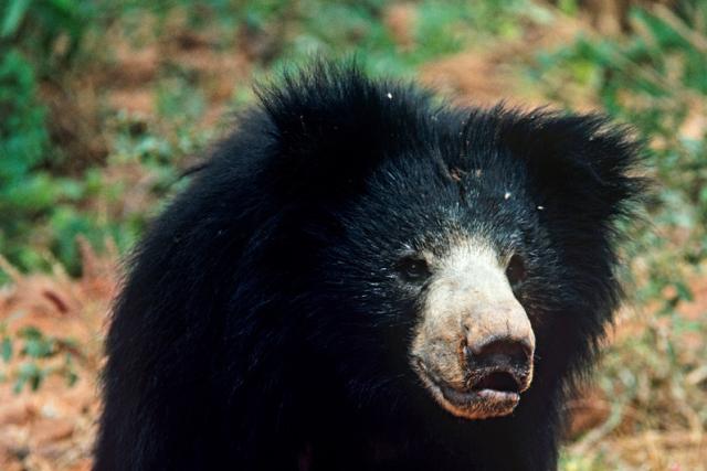 Sloth bear