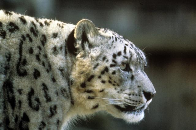 Snow leopard (Uncia uncia or Panthera uncia)