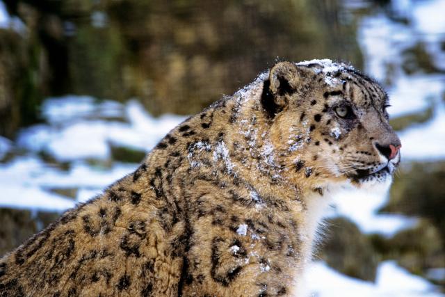 Snow leopard (Panthera uncia)