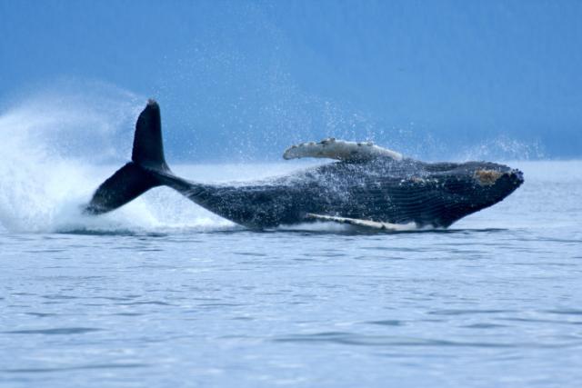A humpback whale breaching