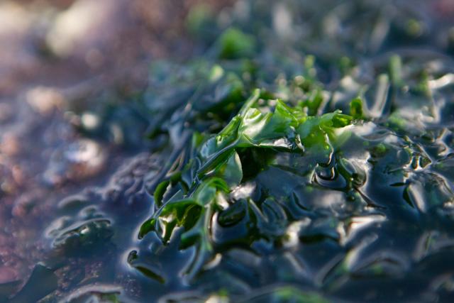Harvesting seaweed from the Atlantic Ocean with the Talty family who run the Wild Irish Sea Veg Company at Caherush, Spanish Point, Co. Clare, Ireland.