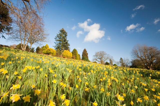 Wild daffodils at Holehird Gardens in Windermere, Lake District, UK.