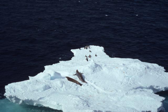 Lobodon carcinophagus & Pygoscelis adeliae Crabeater seal & Adelie penguin Several on an iceberg Antarctica