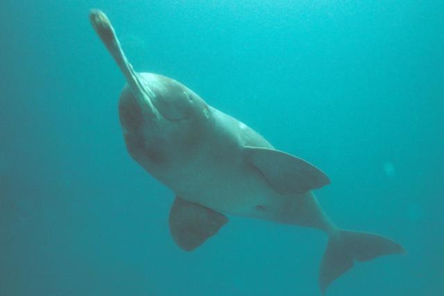 Plataniste or Ganges river dolphin (Platanista gangÃ©tica), Karnaphuli river, Bangladesh