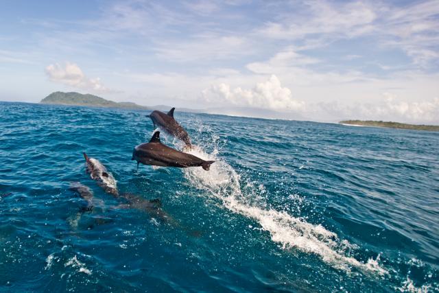 Spinner dolphins, Coast of Soloman islands