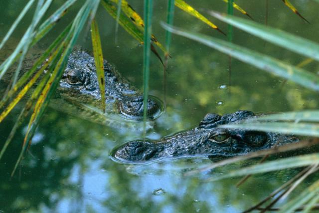 Mugger or Marsh Crocodile, Crocodylus palustris