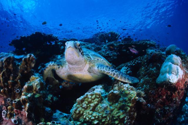 Eretmochelys imbricata, Hawksbill turtle
