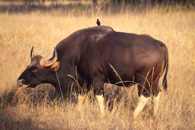 Bos frontalis gaurus Indian gaur