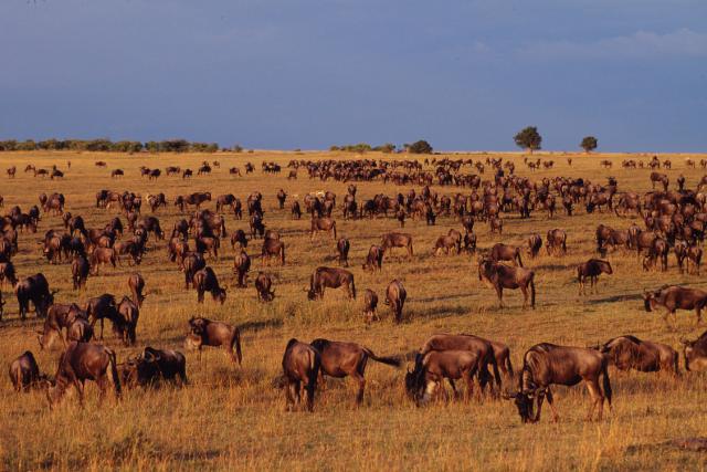 Connochaetes taurinus Wildebeest Mass migration Masai Mara National Reserve, Kenya