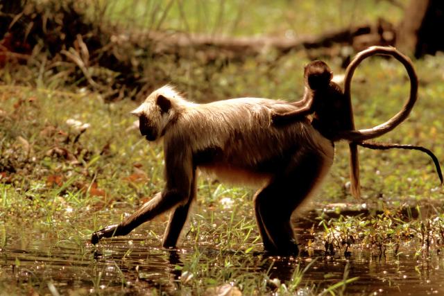 Hanuman langur or Common gray langur, Presbytis entellus, mother foraging in grass with young on her back . Bandhavgarh National Park, Madhya Pradesh, India