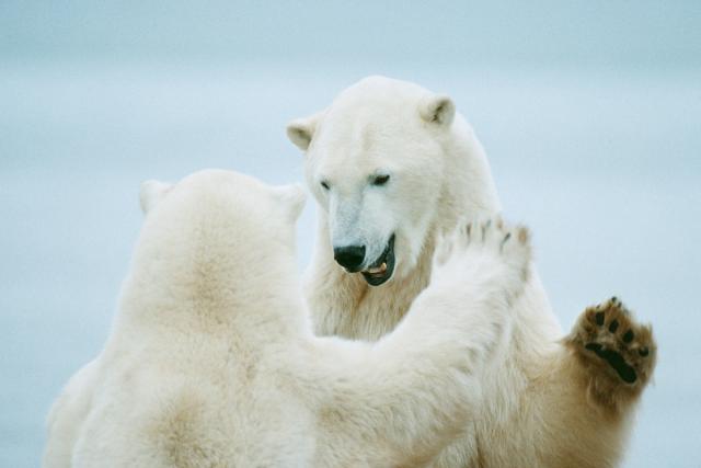 Polar Bears (Ursus maritimus) play-fighting, Churchill, Canada, Arctic