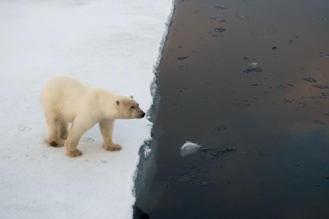 Polar bear on edge of an ice flow, Spitsbergen